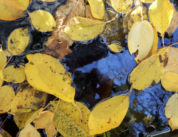 November Sunday Cherry Leaves Stefan Mesch WordPress