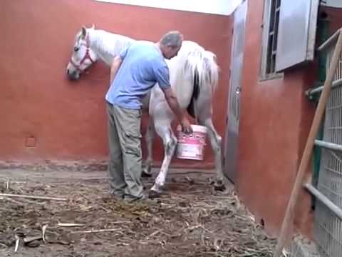 Yegua haciendo pis en un cubo / Mare peeing in a bucket