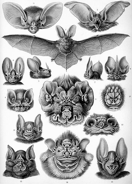 431px-Haeckel_Chiroptera