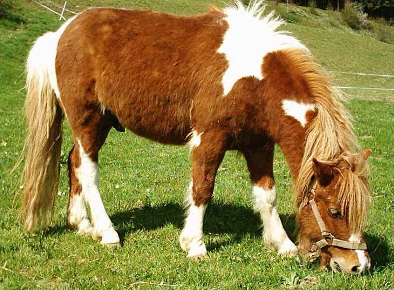 Pony_1