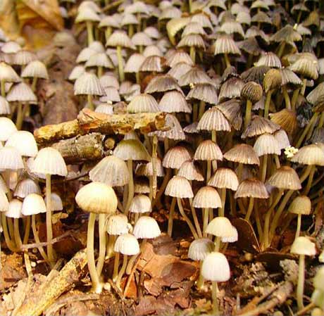 Mushrooms - © 2006-2007 maria-ana-m@deviantart.com