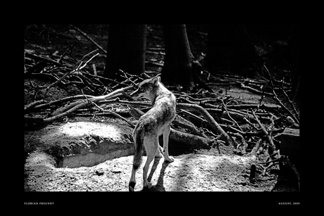 Not a Single Flower - © 2005-2007 Florian Freundt ~hermik@deviantart.com