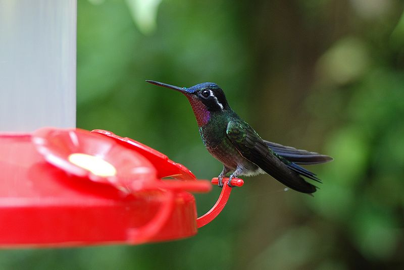 Manteles Kolibri