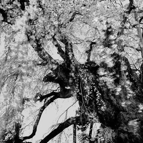 Toshio Enomoto: Takizakura, Over a thousand and a few years old, Miharu Fukushima (1998), Gelatin Silver, 25x25 cm