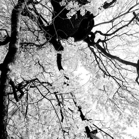 Toshio Enomoto: Edo-Higan, Cherry blossoms in Eisanji, Sukagawa (2004), Gelatin Silver, 25x25 cm