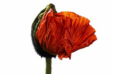 Mohn - © Adsy Bernart 2007