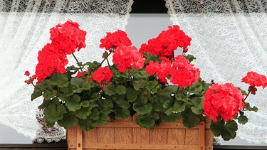 Fenster mit Blumenkasten | Bild: picture alliance