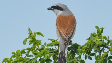 Männlicher Vogel "Neuntöter" auf Ast | Bild: picture alliance
