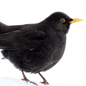 Die Amsel 