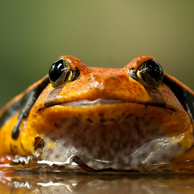 frog 