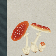 Pilze