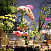 Bild: Middelburg 2019, ein kleines Blumenmeer für uns alle, Simone Scharbert