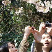 Kirschblütenfans in Yotsuya