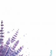 Lavendellied