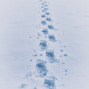 foto via unsplash eberhard grossgasteiger, thanx a million