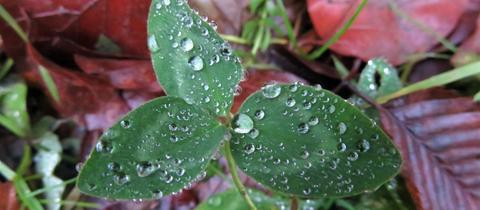 "Kleine Wasserperlen haben sich auf dem Kleeblatt gesammelt und sehen aus wie kleine Perlen" schreibt uns hessenschau.de-Nutzerin Cornelia Eltzner aus Romrod zu ihrem Foto.