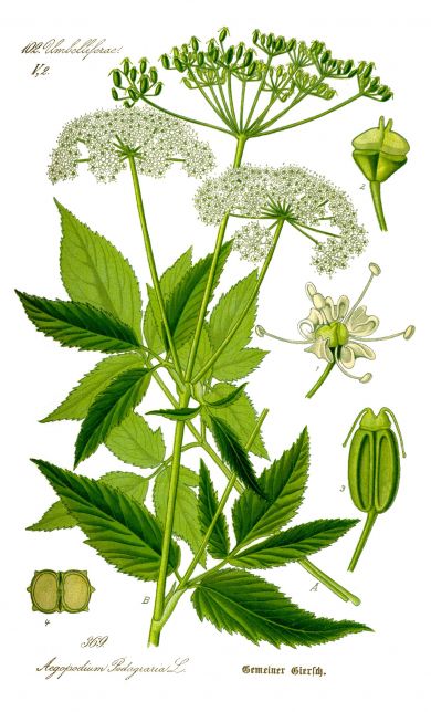 Giersch Aegopodium podagrarai, aus: Prof. Dr. Thomé’s Flora von Deutschland Österreich und der Schweiz in Wort und Bild für Schule und Haus, Band III, Gera-Untermhaus, Verlag von Fr. Eugen Köhler 1888