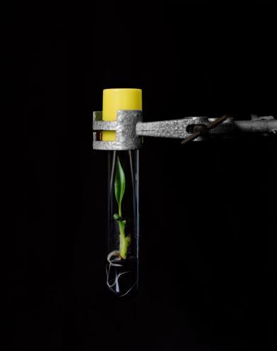 Pflanzen Laboratory of Tropical Crop Improvement, Katholische Universität Leuven, Belgien, 2010In vitro-Kultivierung von Bananenpflanzen über einen Zeitraum von 30 bis 45 Tagen.Inkjet-Print, 42 x 33.2 cm © Yann Mingard