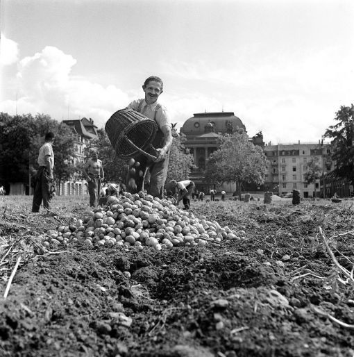 Anbauschlacht 15. November 1940: Die Anbauschlacht: Friedrich Traugott Wahlen, Chef der Wirtschaftlichen Landesversorgung, stellt in einem Vortrag – ohne Wissen seiner Vorgesetzten – seinen Anbauplan vor. Ziel ist es, den Selbstversorgungsgrad während des Krieges zu steigern. In Parks, auf Sportplätzen und andern nicht landwirtschaftlich genutzten Flächen werden Kartoffeln, Rüben, Obst und Gemüse angepflanzt. Der Selbstversorgungsgrad wird damit von 52 Prozent auf bis zu 80 Prozent gesteigert. Wahlen, Professor für Landwirtschaft an der ETH Zürich, Politiker der BGB, wird 1958 in den Bundesrat gewählt. Im Bild die Zürcher Sechseläutewiese, im Hintergrund das heutige Opernhaus. (Foto: Keystone/Photopress-Archiv)