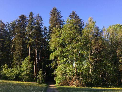 Im Wald ist das Morgenkonzert im Gange.