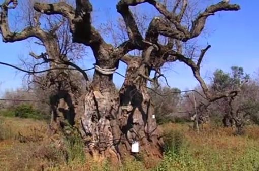 Alliste: Il Gigante buono