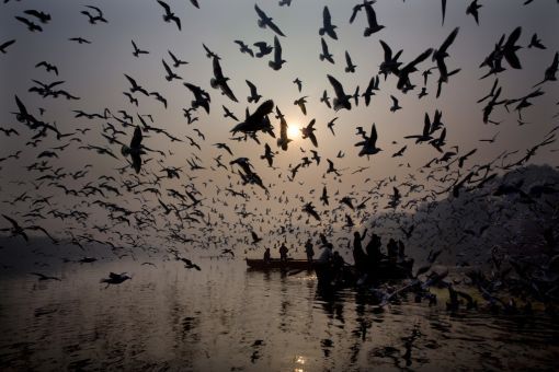 Indien: Sonnenaufgang Das neue Jahr ist da: Inder füttern auf dem Jamuna-Fluss in Delhi Möwen. Der Jamuna ist ein Nebenfluss des Ganges. (Foto: Keystone/AP/Manish Swarup)