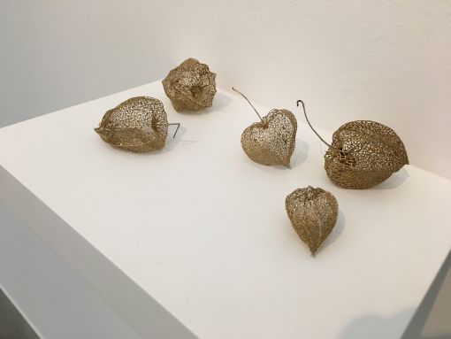 Universe „A Whole Universe (Physalis)“. Vergoldete trockene Kapseln von Physalias-Früchten. 2017