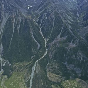 Das  Altaigebirge krümmt sich 2500 Kilometer lang durch Zentralasien. Sein östlicher Ausläufer trennt die Äussere Mongolei von den Wüsteneien der Taklamakan und der Gobi in China; sein Westteil, der 600 Kilometer lange Russische Altai, markiert auf weite Strecken die Grenze zwischen Sibirien, das heisst der Russischen Föderation, und Kasachstan, am östlichen Ende auch diejenige mit China und der Mongolei. Wer diesem Gebirgszug zu einem goldenen Schimmer verhalf, und mit welcher Begründung, ist unbekannt; der Vergolder kann sich jedenfalls kaum auf die paar Goldvorkommen, Goldseifen und Goldadern, herausreden. Zum Welterbe zählen drei eng begrenzte Abschnitte dieser Grosslandschaft, alle in der Föderationsrepublik Altai gelegen: der weiträumigste um den Telezker-See, nach dem Baikalsee Sibiriens bedeutendster Süsswasserspeicher; der zweite auf den höchsten Gipfel des Gebirges, den Belukha (4506 m.ü.M.), fokussiert; der dritte und kleinste mit dem Ukok-Hochtal als Hauptattraktion. Die dem Schutz der Menschheit anvertrauten Gebiete im Russischen Altai addieren sich zu einer Gesamtfläche von l6146 Quadratkilomtern.

Mit 1499 Gletschern und mehr als 3500 Seen ist der Russische Altai ein überreiches Wasserschloss. Auf unserem Bild entwässert das Belukha-Massiv in den Katun, einen Quellfluss des Kreuzworträtselstroms Ob. Die drei Schutzgebiete allein liefern nahezu ein Drittel von Westsibiriens Wasser. Die pflanzengeographische Differenzierung nach Höhenstufen ist in Zentralsibirien nirgendwo eindrücklicher, modellhafter ausgebildet. Auf Steppe folgt Waldsteppe, auf diese Mischwald, darüber beenden subalpine und alpine Pflanzengesellschaften die Sequenz. Aufsteigend erlebt der Wanderer diese Zonierung zunächst als smaragdgrünes Hügelland und dann als Mittelgebirge, an dessen Hängen und Flanken die Taiga, der sibirische Nadelwald, mit einer Beimischung von Birken emporschwappt; Tannen, Fichten und Föhren unten, darüber Lärchen und noch höher Arven, die hier Zedern heissen; zuletzt über dem Lieblichen das Harsche: das vergletscherte Hochgebirge.

Schon möglich, dass beim Vergleich mit anderen Hochgebirgen der Alten Welt, mit den Alpen etwa, dem Kaukasus, dem Pamir oder dem chinesischen Himmhelsgebirge, der Altai sich zweitplaciert, solange es ausschliesslich um spektakuläre Schönheit oder geologische Besonderheit geht. Seinen Welterbestratus begründet einmal der pflanzliche und tierische Artenreichtum, eine wahre Auslegeordnung montaner Artenvielfalt, dann die Bedeutung als Ursprungszentrum  für das nordasiatische Florengebiet ebenso wie als Refugium für einige vom Aussterben bedrohte Arten, etwa den Schneeleoparden oder den Argali, ein wildes Kreishornschaf. Die Naturnähe des Altai verhilft ihm zu weiteren Pluspunkten. Hinsichtlich Biodiversität steht der Telzker See in Zentralasien lediglich an dritter Stelle, aber kein anderer See ist unberührter. Die Gefährdung durch menschliche Aktivitäten ist (vorläufig noch) grenzwertig. Es gibt in den Altai-Schutzgebieten wenige Dauersiedler. Der Tourismus hat verhältnismässig sanft eingesetzt: Wanderer waten noch durch Wiesen, die von Edelweiss schimmern, als wären sie schneebedeckt. Der Auftrieb von Vieh durch mongolische Nomaden ist begrenzt und soll weiter eingeschränkt werden. Gelegentlich fällt nach einem Raketenstart in Kasachstan die Booster-Erststufe auf den Altai. Raumfahrtmüll – schön wär’s, wenn es bei solchem Müll bliebe...

Nach dem Zweiten Weltkrieg kam der Altai auch archäologisch ins Gerede. Ein skythisches Reitervolk hatte hier seine Noblen mit deren Lieblingspferden im Dauerfrostboden beigesetzt. Seit den achtziger Jahren untersuchen  russische Archäologen im Ukok-Tal diese Hügelgräber (Kurgane). Bei der systematischen Aufarbeitung eines unerwarteten und unverhofften geschichtlichen Erbes – auf  kasachischem Gebiet graben auch deutsche und französische Forscher – wurden bisher annähernd 300 Kurgane geöffnet. Mit Unterstützung des Schweizerischen Nationalfonds konnte, mit der Jahrring- und C-14-Methode, diese skythische Grabkultur in den Zeitraum von 350 bis 240 v. Chr. datiert werden. Ein Jahrhundert lang erlaubte offenbar die Milde des Klimas die Nutzung dieser abweisenden Gebirgsregion als Siedlungs- und Begräbnisplatz sowie, das belegen Grabbeigaben aus China und Persien, als Durchgangsraum für den Fernhandel. Es wird kaum erstaunen, wenn auf der Liste des Welterbes der Altai bald einmal von den Naturdenkmälern in die Kategorie der Kulturlandschaften wechseln wird. – Jahr des Flugbilds: 1993 (Copyright: Georg Gerster/Keystone)
