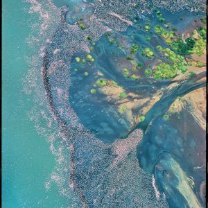 Copyright: Georg Gerster/Keystone

Der Bogoriasee, ein Sodasee im Grossen Ostafrikanischen Grabenbruch, ist der Futternapf für Millionen Zwergflamingos.
Die Unesco nahm im Jahr 2011 drei kenianische Sodaseen im östlichen Arm des Ostafrikanischen Grabenbruchs (Great Rift Valley) – Lake Nakuru, Lake Bogoria und Lake Elementaita – ins Verzeichnis des Weltnaturerbes auf. Die abflusslosen Seen sind stark alkalisch und ein Mekka für Ornithologen, die von über vierhundert Vogelarten berichten. Die drei Seen sind als Nahrungsquelle für das Überleben der Zwergflamingos (Phoeniconaias minor) lebenswichtig.

Die Population dieser kleinwüchsigen Flamingos wird weltweit auf bis zu 6 Millionen Vögel geschätzt. Nur ein kleiner Teil dieses globalen Bestands lebt in Asien auf und an seichten Salzseen, der Grosteil in Afrika, und hier überwiegend auf und an den Sodaseen des Ostafrikanischen Grabenbruchs. Sie finden sich hier zu riesigen Schwärmen zusammen. Der Bogoriasee (in der Kolonialzeit nach einem anglikanischen Missionar Lake Hannington genannt) besitzt  für die Flamingos anscheinend eine besondere Anziehungskraft. Rosa Wolken, die aus einer Million anfliegender und wassernder Vögel bestehen, sind hier keine Seltenheit.   

Die Zwergflamingos nisten und brüten auf den drei Welterbe-Seen nicht. Ihre Nist- und Brutplätze haben sie  auf dem Natronsee in Tansania. Die nördlichen Sodaseen in Kenia dienen ausschliesslich der Nahrungsaufnahme. Der Bogoriasee ist besonders reich an Spirulina platensis, einem Cyanobacterium – für die Zwergflamingos offenbar der (mikroskopisch kleine) Leckerbissen. Ausserdem sind Salinenkrebse in der Nahrung unerlässlich für die Färbung des Gefieders; bei ihrem Verzehr nimmt das beim Schlüpfen an und für sich weisse Küken den rosa Farbstoff, ein Carotinoid, auf. Die Tiere sind an die Extreme ihrer ökologischen Nische hervorragend angepassst. Der Schnabel der Flamingos ist ein raffinierter Seihapparat, mit dem sie die Cyanobakterien, Kieselalgen und Salinenkrebse und anderen Kleinstkrustentiere aufnehmen, ohne die giftige Lauge mitzutrinken. Ihren Durst stillen sie nach sporadischen Regenfällen in Pfützen oder an Süsswasserquellen in Ufernähe. Die Zwergflamingos werden kaum einen Meter hoch, aber im Vergleich zum Körper sind ihre Stelzbeine überlang – länger als bei irgendeinem andern Schreitvogel. Sie können so den Körper über das ätzende Wasser heben. Zudem sind ihre Beine „laugenfest“. Sie waten unbehindert in dem untiefen, chemisch aggressiven Gewässer. Sogar bis zu 70 Grad heisses Wasser verbrüht sie nicht. Am Westufer des Bogoriasees brodeln Geysire, Fumarolen und Heissquellen. Da wird es dann aber manchmal für die Vögel doch zu heiss, und der Flamingoteppich wird durch Aussparungen um die hot spots löcherig (unser Bild).

Den Ornithologen geben die Zwergflamingos noch Fragen auf. Nicht einmal ihr nomadisches Verhalten ist bis ins Detail geklärt; Beringungen schlugen fehl, weil sich die Ringe in den alkalischen Gewässern auflösten. Sogar das Brutgebiet der Vögel, die fünfzig Jahre alt werden können, blieb lange verborgen. Erst 1954 sichtete der Brite Leslie Hilton Brown, Agrarwissenschaftler im Regierungsdienst und Freizeit-Ornithologe, vom Flugzeug aus auf dem Natronsee eine Kolonie von 150 000 Brutpaaren. Als er später versuchte, die Kolonie watend zu Fuss zu erreichen, musste er die Erfahrung machen. dass Menschenbeine nicht laugenfest sind. Er verletzte sich in dem ätzenden Schlamm und Wasser lebensgefährllich. –  Jahr des Flugbilds: 1970 (Copyright Georg Gerster/Keystone)