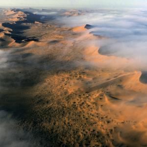  Im vergangenen Juni zeichnete die Unesco die Namibwüste als 193. Juwel des Weltnaturerbes aus. Offiziell heisst die neue Welterbestätte „Namib Sand Sea“, aber die Namib hat neben den spektakulären Dünenfeldern auch Kiesgebiete, Felsberge, Küstenebenen, ja sogar eine Küstenlagune.

Sie erstreckt sich, fast ausschliesslich auf namibischem Staatsgebiet, entlang 1300 Kilometer Küste von Südangola bis zum Oranje Fluss an der Grenze zu Südafrika. Die knochentrockene Küstenwüste wartet mit zahlreichen Rekorden, Kuriositäten und Besonderheiten auf. Die Namib ist möglicherweise die  älteste Wüste der Erde. Seit 80 Millionen Jahren verfrachten Wind und Wasser Material aus dem Inland an die Küste. Dort modellierten Winde in erdgeschichtlich jüngster Zeit die angeblich höchsten Sanddünen der Welt. Geomorphologen finden in der Namib auch besonders viele Sterndünen. Diese entstehen, wenn im Laufe des Jahrs der Wind immer wieder aus einer andern Richtung weht. Botanikern offeriert die Namib eine Delikatesse besonderer Art – die Welwitschia mirabilis. Sie wird bis zu zweitausend Jahre alt und treibt während ihres langen Lebens aus zwei Schlitzen des Stamms zwei Blätter wie Endlosformulare hervor. Darwin nannte die Welwitschia das „Schnabeltier der Pflanzenwelt“ und der österreichische Arzt und Forschungsreisende Friedrich Welwitsch, nach dem sie benannt ist, fiel vor der Wunderpflanze, auf die er  1859 in Südangola gestossen war, auf die Knie. Er traute sich eine Weile nicht, sie anzufassen – aus Furcht, sie würde sich in der flimmernden Wüste als Augentäuschung auflösen. Zu reden geben auch immer wieder die „Hexenringe“, die „Feenkreise“ auf Namibias weiten Steppenflächen, Hunderte mysteriöser, fast kreisrunder Kahlstellen im schütteren Grasbewuchs.

Der Hamburger Forscher Norbert Jürgens hat sie jetzt rechtzeitig geheimnislüsternen Phantasten entrissen. Sie sind nicht das Werk von Ausserirdischen, sondern von unterirdisch lebenden Sand-Termiten, die die Kahlstellen präparieren, damit allfälliger Regen den Boden befeuchtet, und nicht von Gräsern absorbiert wird. Für das Problem mangelnder Niederschläge, das A und O jeder Wüste, hat die Namib eine Patentlösung. Über dem kalten Benguela-Strom mit antarktischem Wasser kondensiert die von weither angewehte Luftfeuchtigkeit zu Nebel. Der Feuchtigkeitsgewinn aus Nebel übertrifft in der Namib jenen durch Regen, und er fällt erst noch regelmässig an.

Etwa alle zehn Tage des Monats vernebelt der Morgenwind die Wüste bis zu 80 Kilometer landeinwärts. Nebel stillt den Durst der Pflanzen, zum Teil umweglos. Die Welwitschia scheint befähigt, die Nebeltröpfchen auf ihren Blättern direkt zu verwerten. Von dem Morgennebel profitieren auch Käfer, Skorpione, Spinnen, ja sogar Eidechsen. Furore als Nebelschlucker machen zwei Schwarzkäfer der Gattung Onymacris aus der Familie der Tenebrionidae. An kalten Nebelmorgen erklettern sie den Kamm einer Sanddüne, drehen sich dort in den Wind, machen eine Art Kopfstand und trinken die von ihrem Rücken zum Mund rollenden Nebeltropfen. Diese Nebeltrinker sind die Stars der Namib.– Jahr des Flugbilds: 1980. (Copyright: Georg Gerster/Keystone)
