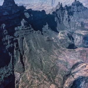   Schweizer haben mehrmals die Geschicke Äthiopiens mitgeprägt – mal unrühmlich, mal löblich.

Kein Schweizer Beitrag ist nachhaltiger als die kritische Begleitung des Nationalparks in den Simen Bergen durch schweizerische Forscher.

Um einleitend an einen unrühmlichen Beitrag zu erinnern: Kaiser Theodoros (1855 -1868), verschnupft darüber, dass Königin Victoria seinen Brief nicht beantwortet hatte, nahm die europäischen Missionare in Äthiopien in Geiselhaft und zwang den Basler Quäker-Missionar Theophilus Waldmeier dazu, in Erwartung einer britischen Strafexpedition, einen Mörser grösser als jeden andern vor ihm zu giessen. Waldmeier, der bis dahin allenfalls Kirchenglocken gegossen hatte, lieferte dem Herrscher einen Monstermörser. Dieser wurde 1868 gegen die anmarschierenden englisch-indischen Truppen in Stellung gebracht – und zerbarst schmählich beim ersten Schuss. Theodoros gab sich den Tod. Aber das Jahrhundert schloss für die Schweiz verdienst- und ruhmvoll. Der Thurgauer Ingenieur Alfred Ilg bugsierte als Vertrauter Kaiser Meneliks II. und als sein Aussen- und Staatsminister das Land in die Neuzeit; an der  Sicherung der äthiopischen Souveränität in dem Sieg über die italienischen Invasionstruppen bei Adua 1896 war er aktiv beteiligt.

Die Simen Berge, das Dach Äthiopiens, sind von Adua keine hundert Kilometer entfernt. Sie haben auch in Äthiopien, das keineswegs arm ist an dramatischen Berglandschaften, nicht ihresgleichen: vulkanische Stöcke und Beulen auf einem Hochplateau, dessen Ränder die Erosion in ein Labyrinth von Klippen, Klammen und Kreten, Schroffen und Schluchten zerfranst. Als tropische Gebirgswildnis in einem Grenzgebiet zwischen zwei Faunen- und Florenreichen ist Simen vermutlich sogar weltweit ein Unikat. In diesem grandiosen Habitat leben die letzten Waliasteinböcke (Capra walie) – nebst weiteren schutzbedürftigen Arten wie dem Äthiopischen Wolf und dem Dschelada-Bergpavian. Noch das kaiserliche Äthiopien grenzte 1969 in Simen (geschätzte) 220 Quadratkilometer als Nationalpark aus. 1978, unter der Militärdiktatur, nahm die Unesco den Park (gleichzeitig mit Galapagos und Yellowstone) in das Welterbe auf.

Die schweizerischen Bemühungen um den Park begannen noch vor seiner Gründung. Anfangs war die Beziehung gewissermassen von Steinbock zu Steinbock. Der Wildbiologe Bernhard Nievergelt, der über den Alpensteinbock dissertiert hatte, erarbeitete mit einer Untersuchung über den Waliasteinbock in seinem Lebensraum die Grundlage zum Park. Zu dessen Unterstützung regte er in der Schweiz die „Stiftung Pro Semien“ an. Angeschrieben wurden zuerst Städte und Gemeinden mit Steinböcken im Wappen; der vormalige Churer Stadtpräsident versah langjährig den Vorsitz. Ein anderer Churer wurde der erste Chefwildhüter. Steinböcke über Steinböcke...Nicht ihnen allein galt die Aufmerksamkeit der Schweizer Forscher. Der Geograph Hans Hurni befasste sich mit Simens Problem Nummer eins: dem Raubbau am Boden. Der Geobotaniker Frank Klötzli würdigte Simens Pflanzengesellschaft als afroalpines Ökosystem.

Professor Hans Hurni, nunmehr Präsident des interdisziplinären Zentrums für Nachhaltige Entwicklung und Umwelt an der Universität Bern, und Bernhard Nievergelt, jetzt Professsor emeritus des Zoologischen Instituts der Universität Zürich, blieben und bleiben dran. Sie kehren regelmässig zu Feldforschungen und Begutachtungen nach Simen zurück.

Bernische Nachmessungen schrumpften den Park zunächst um fast ein Dritttel des urspünglich geschätzten Werts auf noch 136 Quadratkilometer. Zurzeit sind neue Grenzen angesagt, die die Parkfläche verdreifachen. Neu eingebunden werden namentlich Hochlandteile – Alpweiden und assortierte Viertausender. Von den tiefsten Tallagen um 1700 m steigt der Park daher jetzt bis zu Äthiopiens höchstem Gipfel, dem Ras Dedschen (4533 m), an. Die dritte Auflage der Karte, die das Geographische Institut der Uni Bern in einer Demonstration meisterhafter helvetischer Kartographie für Simen-Wanderer schon l981 anfertigte, verzeichnet bereits die neuen Grenzen.

Als Mahner und Warner nerven Hurni und Nievergelt ihre äthiopischen Ansprechpartner manchmal ganz schön. Der Augenschein, den sie im Auftrag der Unesco 1996 in Simen vornahmen, katapultierte den Park auf die Rote Liste des gefährdeten Welterbes. Die Gutachter hofften so mehr internationale Hilfe zu mobilisieren. Die äthiopischen Behörden empfanden es indes als Strafversetzung, die sie der Unesco und den Gutachtern übel nahmen. Wie kann ein Park krank sein, wenn die Zahl der Besucher (jetzt gegen 20 000) jährlich zunimmt? Dafür, dass Biologen solche Zahlen eher mit einem Seufzer quittieren, haben sie wenig Verständnis.

Der Park ist krank; er wird der Roten Liste nicht so bald entrinnen. Seine Geburtsfehler – die Existenz von Siedlungen mit Ackerbau und Weidewirtschaft innerhalb der Parkgrenzen – sind nicht leicht zu kurieren. Um den Ackerbau zurückzufahren, müssen möglichst viele Bauern in die Pufferzonen des Parks ausgesiedelt werden – die Einsicht dazu ist da, sogar der Wille, die Bauern für ihren Verlust zu entschädigen, aber die getroffenen Massnahmen greifen nur langsam und zu kurz. Immerhin fehlen Erfolgserlebnisse nicht ganz: Hurni brachte die Behörden dazu, ein in einem wichtigen Wildtierkorridor entstandenes Neudorf abzubrechen und einige Kilometer entfernt wieder aufzubauen. Notwendig wäre auch eine radikale Verminderung der Beweidung durch Rinder, Maultiere, Esel, Schafe, Ziegen, Pferde. Eine Rekognoszierung Anfang 2012 alarmierte Nievergelt. Überweidung auf dem Gich-Plateau hatte das dynamische Ökosystem einer natürlichen afroalpinen Bergsteppe, in Nievergelts Worten, „zu einem gleichförmigen und eher armen Grasland trivialisiert“. Mit schmerzlichen Einbussen der Biodiversität: ein Dutzend Kleinsäuger-Arten, wovon die Hälfte endemisch, waren verschwunden. Um die Bergsteppe zu revitalisieren, müsste der Weidebetrieb radikal eingeschränkt werden.

Gut geht es den Steinböcken. 500 (in der vorsichtigen Schätzung der Biologen) bis 1000 Tiere (nach vielleicht überoptimistischen amtlichen Angaben) leben zurzeit im und ausserhalb des Parks. Eine grosse Zahl ist aus dem angestammten Habitat der Steilhänge und Bergklippen in die Nähe einer neuen Strasse an der Parkgrenze, die von Lastwagen und Touristenfahrzeugen genutzt wird, umgezogen. Nievergelt stellt mit Genugtuung fest, dass der Steinbock, und das gilt nicht nur für Capra walie, ein gelehriges Tier ist. Die Steinböcke gedeihen in Strassennähe, den Fotojägern preisgegeben, aber im offenen Gelände von Leoparden und ihren Erzfeinden, den Wilderern, verschont. Das permanente Sichern nach allen Seiten, das kräftezehrende unentwegte Aufschauen beim Äsen entfällt. Für den Steinbock, einen Pflanzenfresser, der mit karger Nahrung auskommt, aber dafür pro Tag fünf oder mehr Stunden reine Fressenszeit einsetzen muss, ist ungestörte Ruhe eine überlebenswichtige Ressource. – Jahr des Flugbilds: 1965 (Copyright Georg Gerster/Keystone)
