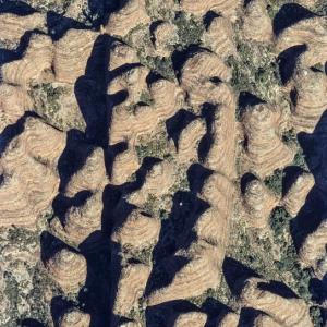 Der Purnulu Nationalpark in West-Australien
Die „Bienenkörbe“ der Bungle Bungle Berge, das Herzstück des Purnululu Nationalparks in Westaustraliens Kimberleys, gehören nachgerade zu den nationalen Ikonen. Allerdings ist der Purnululu-Park sogar den meisten Australiern lediglich von Abbildungen her bekannt. Er ist abgelegen und nur mit Vierradantrieb, Kleinflugzeug oder Helikopter erreichbar; zudem macht ihn die Parkverwaltung jeweils im ersten Quartal des Kalenderjahrs, während der Regenzeit im Südsommer, dicht. Und auch in der Trockenzeit blockieren mitunter Buschfeuer den Zugang. „Purnululu“ bedeutet in der Sprache der Ureinwohner „Sandstein“.

Die Bungle Bungles erheben sich auf 450 qkm um bis zu 300 m über das Umland; die Erosion hat die einstige Hochfläche aus kieseligem Sandstein mit steilwandigen Schluchten durchfurcht und in Hunderte von Kegeln, Türmen, Kuppeln und Höckern, die „Bienenkörbe“ eben, zerschlissen. Die Felsformationen sind waagrecht gestreift, orange Bänder wechseln mit dunkelgrauen ab.

Nur schon die bizarre Schönheit dieser Landschaft empfiehlt sie für einen Platz auf der Liste des Welterbes. Geologen haben freilich noch triftigere Gründe: der Bungle Bungle Gebirgszug ist als Kegel-Karst in Sandstein weltweit einzigartig. Karstbildung setzt chemische Lösungsprozesse voraus. Der Sandstein im Purnululu Park ist mürb, Besuchern ist Klettern untersagt. Die Streifen –  feuchtere Schichten mit schwärzlicher Flechtenkruste, härtere Schichten mit oranger Eisen- und Kieselverfärbung – sind dekorativ, aber nicht nur. Wie Fassreifen die Dauben halten sie im Fall der Kegel und Türme den bröckeligen Sandstein zusammen. Ein Naturwunder also. Dabei wollte es Australien freilich nicht bewenden lassen. Es bewarb sich um die Auszeichnung des Purnululu Nationalparks als Kulturlandschaft.

Die Ureinwohner, so die Begründung der Nominierung, erleben die spektakuläre Landschaft sozusagen kultisch – als lebendige Verkörperung ihrer Kosmogonie und ihres Glaubenssystems, Ngarrangkarni („Träumen“). Die religiöse Beziehung der Menschen zu ihrem Land bestimmt die Landnutzung. Die Ureinwohner verstehen die Wirkung der Jahreszeiten auf das Nahrungsangebot und greifen schonend in ökologische Abläufe ein durch kontrollierte Buschfeuer, selektives Jagen und Sammeln, Essverbote und -gebote sowie religiöse Rituale. Kurz: sie nützen ihren Lebensraum nachhaltig. In dem Bericht von der beispielhaften Urbevölkerung feiert der „edle Wilde“ fröhliche Urständ. Ein Problem gibt es freilich: im Purnululu Park leben zurzeit fast keine Ureinwohner mehr. Die Gründung des Parks 1987 hatte zum Ziel, das überweidete Gras- und Buschland rings um die Bungle Bungle Berge vor weiterer Auszehrung zu retten. 25 000 Rinder und 4 000 Esel wurden ausquartiert; auch die Ureinwohner, die nachweisbar hier 20&#039;000 Jahre lang gesiedelt und gewandert hatten, wurden ausgesperrt.

Präsent blieben sie nur in zahlreichen Felsbildstationen und vormaligen Kultplätzen. Jetzt will man zurückbuchstabieren, auch wenn es dabei vielleicht mehr um einen Tribut an politische Korrektheit als um Einsicht geht. Der Park soll nach Möglichkeit nicht ohne Ureinwohner sein. Sie sind im Park Council, einem Steuerungsgremium, vertreten. Ihre ökologische Expertise, vor allem beim Management von Buschfeuern, wird geschätzt. Die Internationale Union für Naturschutz (IUCN) hatte mit der Nomination als Naturwunder keine Mühe. Dagegen zeigte sich die Internationale Interessenorganisation der Denkmalpfleger (ICOMOS) bei der Beurteilung des kulturellen Aspekts skeptisch.

Einige Alibi-Ureinwohner im Park machen doch aus diesem keine lebende Kulturlandschaft. Sie schob ihre Zustimmung auf die lange Bank. Und empfahl der Unesco gleichzeitig, den Park nur als gemischtes Gut, als ein Natur- und ein Kulturdenkmal zu berücksichtigen. Diesen Rat schlug das Welterbekomitee freilich aus. So zog der Purnululu Nationalpark 2003 als ein Naturwunder mit Kulturvorbehalt in das Pantheon des Welterbes ein. – Jahr des Flugbilds: 1994 (Copyright Georg Gerster/Keystone)