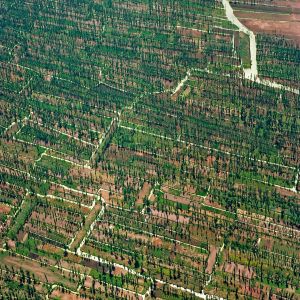 Die Chinampas von Xochimilco

Die indigenen Völker Lateinamerikas bereicherten schon tausend Jahre (oder noch länger) vor Kolumbus Landgewinnung und Landbau um ein einzigartiges Agrarsystem. 

Sie nutzten an vielen Stellen des Kontinents Sümpfe,  Marschen, Überschwemmungsebenen, Flachseen, kurz: alle Arten von Feuchtgebieten zum Anbau auf „Hochäckern“: das Aushubmaterial von Entwässerungsgräben wurde zu  schmalen, erhöhten und parallel laufenden Ackerstreifen angeschüttet, die Agralandschaft erhielt das Aussehen eines Waschbretts. Reste dieser ausgetüftelten Anbautechnik, die um ein Vielfaches produktiver war als herkömmliche Anbauformen, haben sich in vielen Ländern, so zum Beispiel in Kolumbien, Peru, Bolivien, Ecuador und Belize unter verschiedenen Namen erhalten. In Peru etwa heissen die Hochäcker waru waru, aber  in Ecuador camellones (für längliche Ackerstreifen) und plataformas (für inselartige Hochfelder).

In das Kapitel produktivster Bodennutzung gehören auch die Chinampas, mit denen die Azteken die sumpfigen Ränder der Flachseen im Hochtal von Mexiko bestückten. Durch Abstechen von Morastboden und Auffüllen von rechteckigen Einfassungen aus Flechtwerk schufen sie künstliche Inseln. Wasser strömte in die Ausstiche und verwandelte sie in Kanäle. Das Wort chinampa geht zurück auf eine aztekische Bezeichnung für einen Zaun aus Schilfrohr. Diese Zäune wurden später mit Weiden verstärkt; deren Wurzelwerk ersetzte zuletzt die künstlichen Borde. Die Chinampas gingen an den Wurzeln ihres Bewuchses vor Anker. Ob sie vorher jemals frei wie  bepflanzte Flösse umher schwammen, ist unsicher. Unsicher ist auch, ob die Chinampa-Anbautechnik eine aztekische Erfindung war. Im Hochtal von Mexiko waren die Azteken Spätkömmlinge. Sie mussten anfänglich mit einigen armseligen Inselchen im Texcoco-See vorliebnehmen. Diese bauten sie jedoch mit Hilfe der Chinampa-Technik zu der schimmernden Hauptstadt Tenochtitlán aus, die später die Spanier nach der Eroberung durch Hernán Cortés im August 1521 als ein zweites Venedig bestaunten. Das Labyrinth der Chinampas auf den Flachseen erzeugte die Agrarüberschüsse als Vorausetzung für die militärische und politische Expansion der neuen Herren.

1987 verlieh die Unesco dem Stadtkern von Mexico City aus der Zeit der Conquista gleichzeitig mit den noch vorhandenen vorspanischen Chinampas Welterbestatus. Ein Restbestand von Chinampas im Stadtteil Xochimilco („Ort der Blumenfelder“) erzeugt Gemüse und Früchte für die Megalopole, etwas Mais für die Selbstversorgung und Florales für den örtlichen Blumenmarkt. Die überlebenden Chinampas sind im Durchschnitt 17 Meter breit und 50 Meter lang; ausnahmsweise können sie sich aber bis zu einem Kilometer Länge und 100 Meter Breite ausdehnen. Jede Chinampa ist in Beete unterteilt. Heute sind die Chinampas akut von dem landverschlingenden Stadtmoloch Mexiko bedroht. Zudem setzt ihnen der sinkende Wasserspiegel zu; immer mehr Pumpen müssen eingesetzt werden, um die hochliegenden Beete zu bewässern. Ihre Tage sind wohl gezählt – und mit ihnen die der chinamperos, Überbleibsel des stolzen aztekischen Staatsvolks, die untereinader noch immer aztekisch (Nahuatl) sprechen. – Jahr des Flugbilds: 1971 (Copyright Georg Gerster/Keystone)
