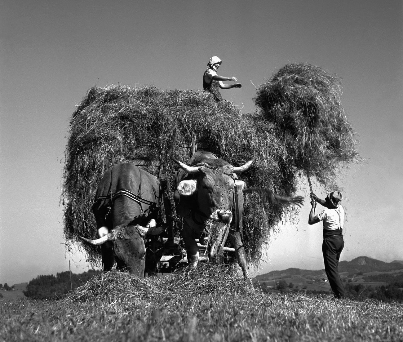 Sommerzeit, Heuen-Zeit: Bauern beim Beladen eines Heuwagens, aufgenommen am 19. Juni 1938 irgendwo in der Schweiz, wo genau, ist nicht bekannt. 

(Foto: Keystone/Photopress-Archiv/Str)
