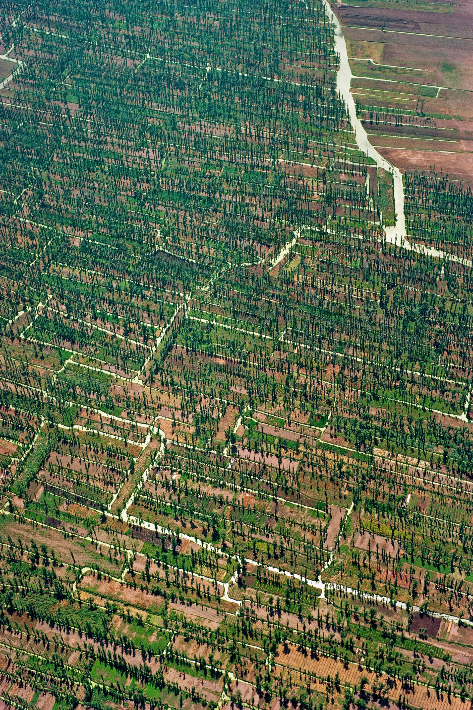 Die Chinampas von Xochimilco

Die indigenen Völker Lateinamerikas bereicherten schon tausend Jahre (oder noch länger) vor Kolumbus Landgewinnung und Landbau um ein einzigartiges Agrarsystem. 

Sie nutzten an vielen Stellen des Kontinents Sümpfe,  Marschen, Überschwemmungsebenen, Flachseen, kurz: alle Arten von Feuchtgebieten zum Anbau auf „Hochäckern“: das Aushubmaterial von Entwässerungsgräben wurde zu  schmalen, erhöhten und parallel laufenden Ackerstreifen angeschüttet, die Agralandschaft erhielt das Aussehen eines Waschbretts. Reste dieser ausgetüftelten Anbautechnik, die um ein Vielfaches produktiver war als herkömmliche Anbauformen, haben sich in vielen Ländern, so zum Beispiel in Kolumbien, Peru, Bolivien, Ecuador und Belize unter verschiedenen Namen erhalten. In Peru etwa heissen die Hochäcker waru waru, aber  in Ecuador camellones (für längliche Ackerstreifen) und plataformas (für inselartige Hochfelder).

In das Kapitel produktivster Bodennutzung gehören auch die Chinampas, mit denen die Azteken die sumpfigen Ränder der Flachseen im Hochtal von Mexiko bestückten. Durch Abstechen von Morastboden und Auffüllen von rechteckigen Einfassungen aus Flechtwerk schufen sie künstliche Inseln. Wasser strömte in die Ausstiche und verwandelte sie in Kanäle. Das Wort chinampa geht zurück auf eine aztekische Bezeichnung für einen Zaun aus Schilfrohr. Diese Zäune wurden später mit Weiden verstärkt; deren Wurzelwerk ersetzte zuletzt die künstlichen Borde. Die Chinampas gingen an den Wurzeln ihres Bewuchses vor Anker. Ob sie vorher jemals frei wie  bepflanzte Flösse umher schwammen, ist unsicher. Unsicher ist auch, ob die Chinampa-Anbautechnik eine aztekische Erfindung war. Im Hochtal von Mexiko waren die Azteken Spätkömmlinge. Sie mussten anfänglich mit einigen armseligen Inselchen im Texcoco-See vorliebnehmen. Diese bauten sie jedoch mit Hilfe der Chinampa-Technik zu der schimmernden Hauptstadt Tenochtitlán aus, die später die Spanier nach der Eroberung durch Hernán Cortés im August 1521 als ein zweites Venedig bestaunten. Das Labyrinth der Chinampas auf den Flachseen erzeugte die Agrarüberschüsse als Vorausetzung für die militärische und politische Expansion der neuen Herren.

1987 verlieh die Unesco dem Stadtkern von Mexico City aus der Zeit der Conquista gleichzeitig mit den noch vorhandenen vorspanischen Chinampas Welterbestatus. Ein Restbestand von Chinampas im Stadtteil Xochimilco („Ort der Blumenfelder“) erzeugt Gemüse und Früchte für die Megalopole, etwas Mais für die Selbstversorgung und Florales für den örtlichen Blumenmarkt. Die überlebenden Chinampas sind im Durchschnitt 17 Meter breit und 50 Meter lang; ausnahmsweise können sie sich aber bis zu einem Kilometer Länge und 100 Meter Breite ausdehnen. Jede Chinampa ist in Beete unterteilt. Heute sind die Chinampas akut von dem landverschlingenden Stadtmoloch Mexiko bedroht. Zudem setzt ihnen der sinkende Wasserspiegel zu; immer mehr Pumpen müssen eingesetzt werden, um die hochliegenden Beete zu bewässern. Ihre Tage sind wohl gezählt – und mit ihnen die der chinamperos, Überbleibsel des stolzen aztekischen Staatsvolks, die untereinader noch immer aztekisch (Nahuatl) sprechen. – Jahr des Flugbilds: 1971 (Copyright Georg Gerster/Keystone)
