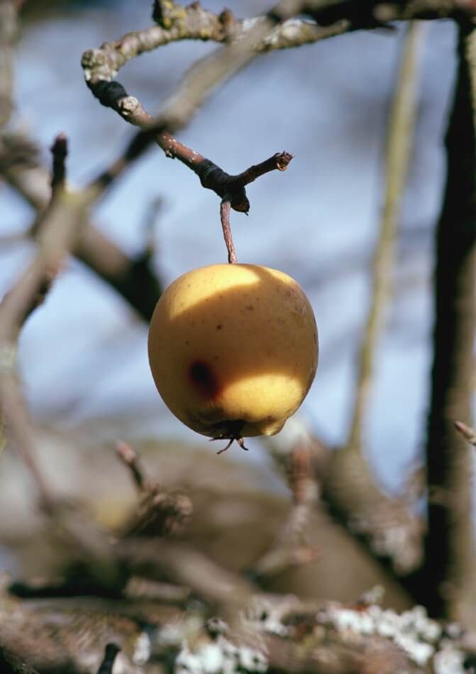 Brigham Baker (*1989): Apple, 2019, C-Print, 170 x 120 cm, © Kunst Museum Winterthur