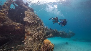 Two scuba divers swimming alongside a corral-covered shipwreck