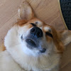Fia The Corgi