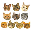 １０Cats.
