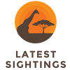 Kruger Sightings