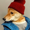 sturm hund struppi