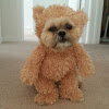 Munchkin the Shih Tzu