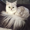 Meimei's Persians