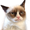 Real Grumpy Cat