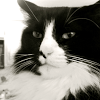 HenriLeChatNoir