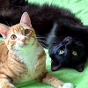 Cole and Marmalade