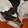 Bampire TheDog