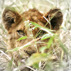 WildEarth