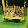 AprilsAnimals