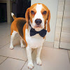 Louie The Beagle
